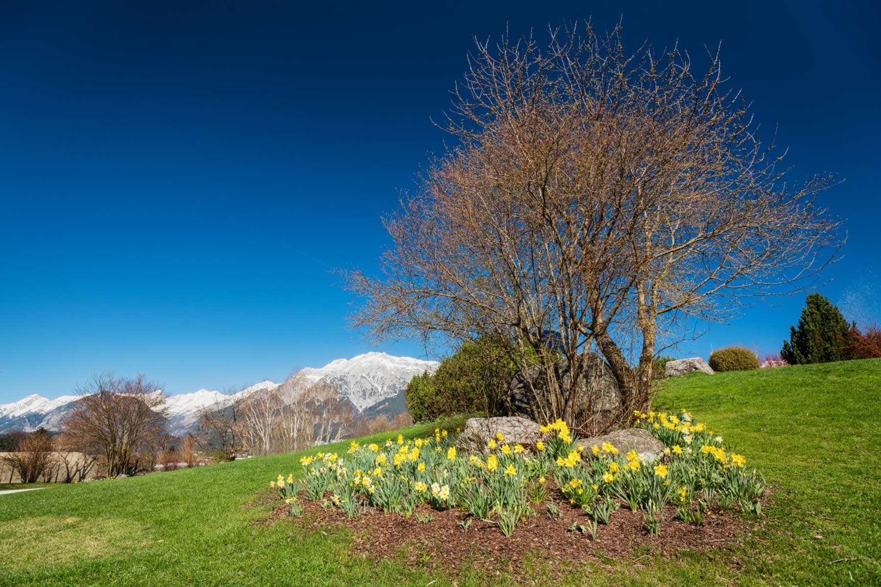 Der Frühling erwacht